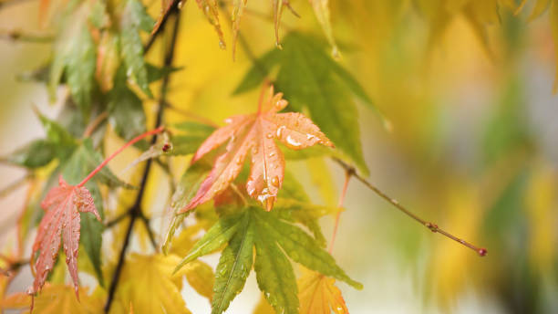 istock Japanese maple (acer palmatum) turning color at fall 1226942460