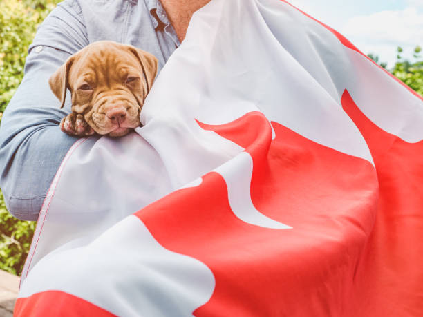istock Handsome man and a charming puppy. Close-up 1226942594
