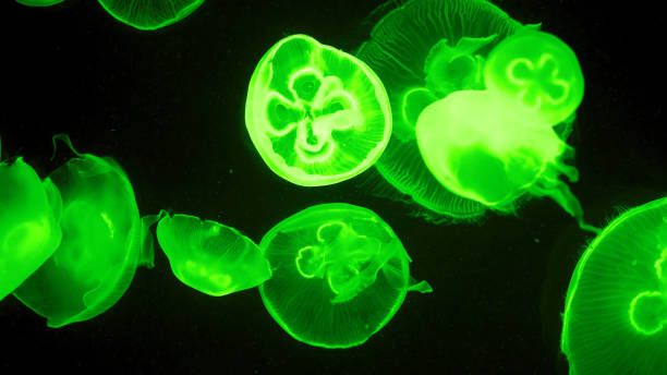 istock Colorful jellyfish light passes through the water creating the effect 1226942698