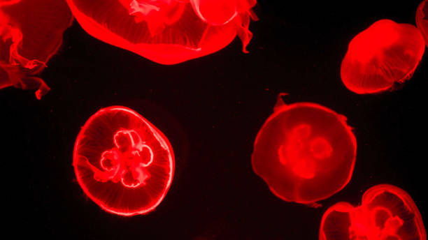 istock Colorful jellyfish light passes through the water creating the effect 1226942887