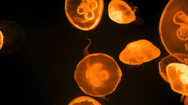 istock Colorful jellyfish light passes through the water creating the effect 1226942927