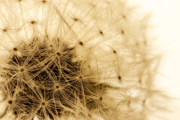 istock Dandelion flower head. Macro photo. 1226943006