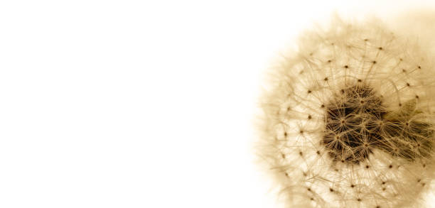 istock Dandelion flower head. Macro photo. 1226943007