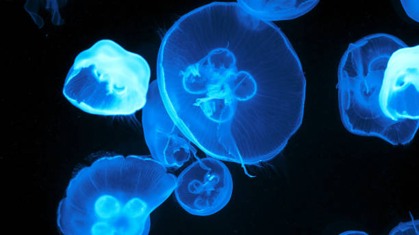istock Colorful jellyfish light passes through the water creating the effect 1226943116