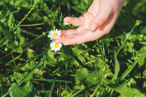 istock Hand of child touching daisy. 1226943164
