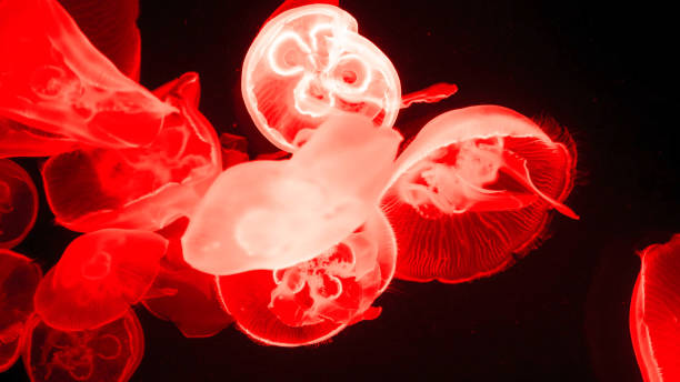 istock Colorful jellyfish light passes through the water creating the effect 1226943214