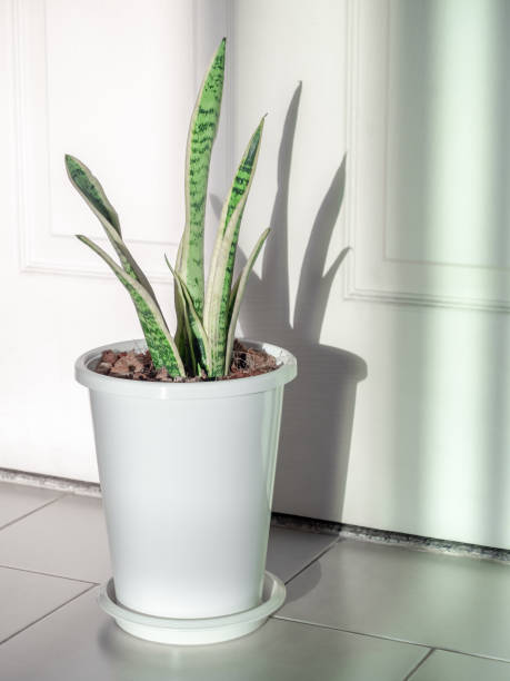 istock Green leaf, air purifying plants in white pot in the room. 1226943215