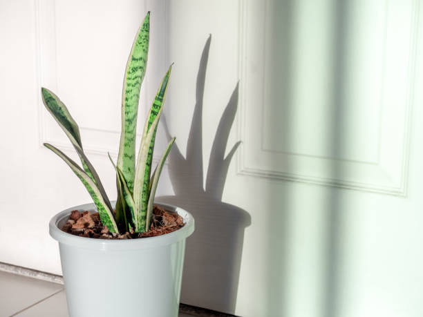 istock Green leaf, air purifying plants in white pot in the room. 1226943230