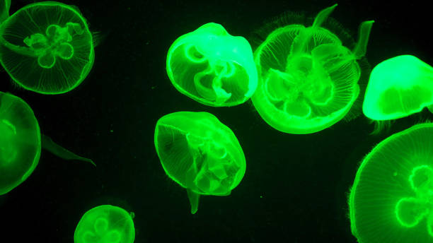 istock Colorful jellyfish light passes through the water creating the effect 1226943437