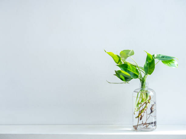 istock Green leaves with water in transparent plastic bottle. 1226943439