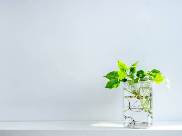 istock Green leaves with water in transparent plastic bottle. 1226943466