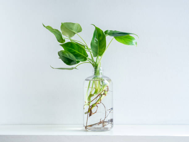 istock Green leaves with water in transparent plastic bottle. 1226943472