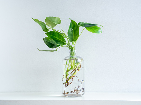 Green leaves with water in transparent plastic bottle on white shelf isolated on white wall background.