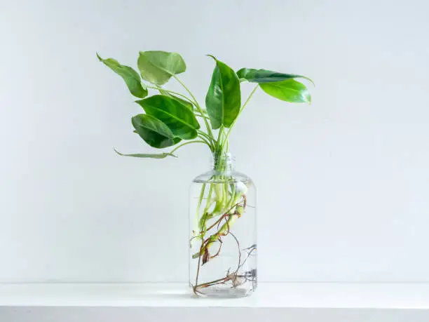 Photo of Green leaves with water in transparent plastic bottle.