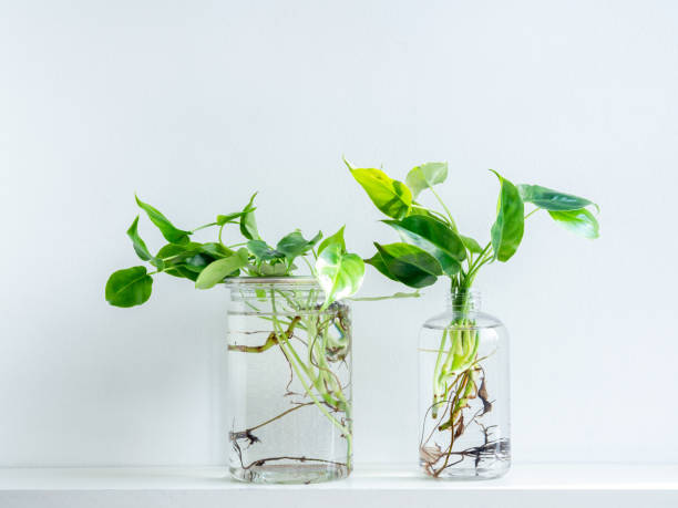 istock Green leaves with water in transparent plastic bottle. 1226943507