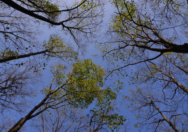 istock Upward view of autumn tree 1226943567