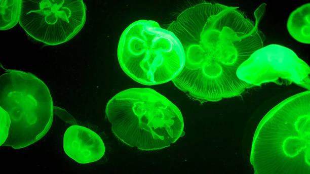 istock Colorful jellyfish light passes through the water creating the effect 1226943917
