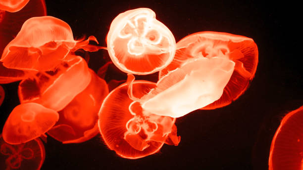 istock Colorful jellyfish light passes through the water creating the effect 1226944499
