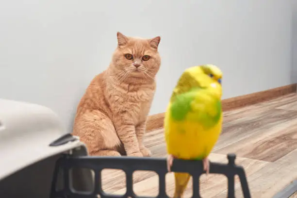 Photo of red cat looks at a small yellow domestic parrot sitting in the foreground