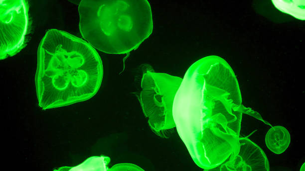 istock Colorful jellyfish light passes through the water creating the effect 1226944589
