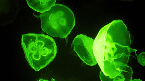 istock Colorful jellyfish light passes through the water creating the effect 1226944667