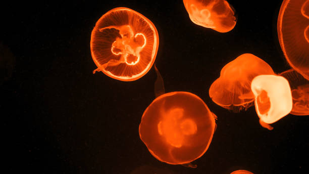 istock Colorful jellyfish light passes through the water creating the effect 1226944712