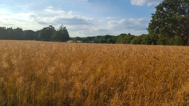 istock Field of rye between woodland 1226945638