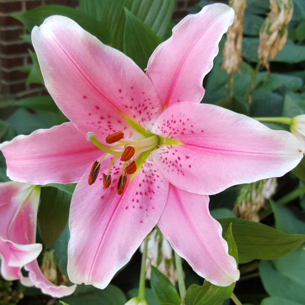 Pink lily with stamens and pistil; close-up