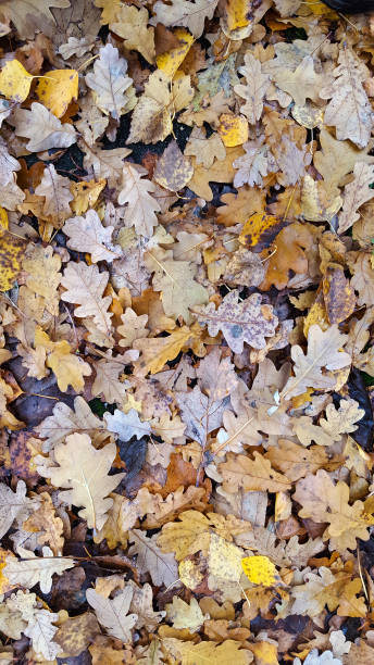 istock Autumn leaves on the ground 1226946373