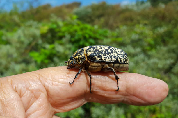 istock Female of beetle Polyphylla fullo 1226946379
