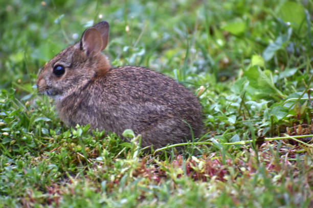 istock A baby bunny in a field of grass 1226946536