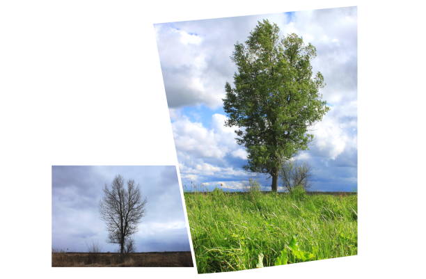 istock Abstract image of lonely tree in spring without leaves 1226946553