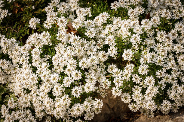 Bush with many Iberis sempervirens or evergreen candytuft flowers in summer, Italy