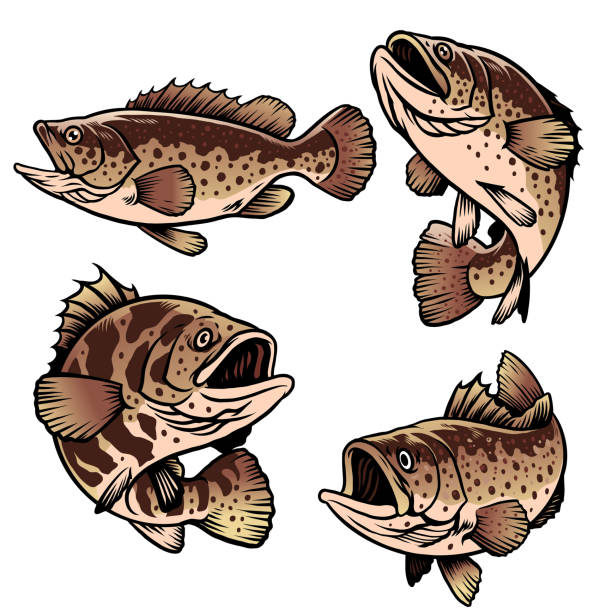 grouper fish vector set bundle of grouper fish freshwater illustrations stock illustrations