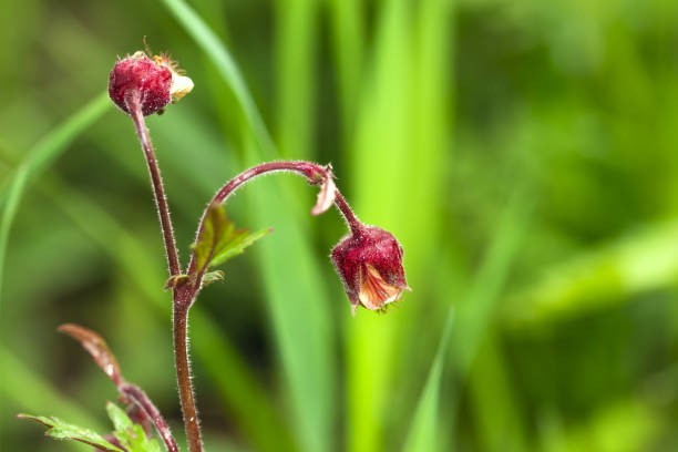 istock Background with a beautiful wild flower 1226947464