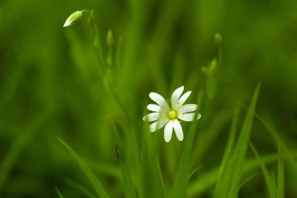 istock Background with beautiful flowers in the forest 1226947527