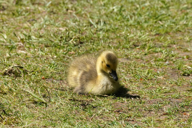 istock Baby Canada goose lying in grass 1226948465