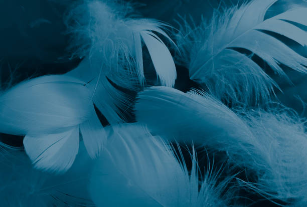 istock Beautiful abstract colorful white and blue feathers on black background and soft white feather texture on blue pattern and blue background, feather background, blue banners 1226948666