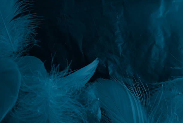 istock Beautiful abstract colorful white and blue feathers on black background and soft white feather texture on blue pattern and blue background, feather background, blue banners 1226948686