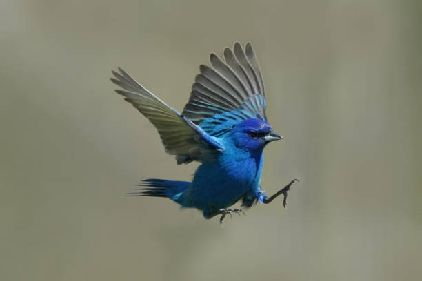 istock Indigo Buntings around bird feeder 1226948700