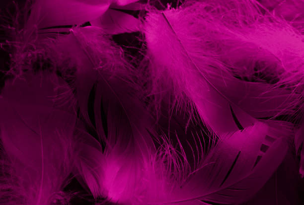 istock Beautiful abstract white and pink feathers on black background and soft white feather texture on pink pattern and pink background, feather background, pink banners 1226948761