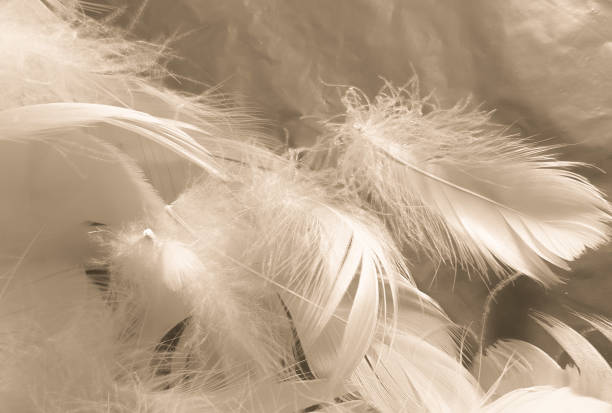 istock Beautiful abstract white and brown feathers on white background and soft yellow feather texture on white pattern and yellow background, feather background, gold feathers banners 1226948798