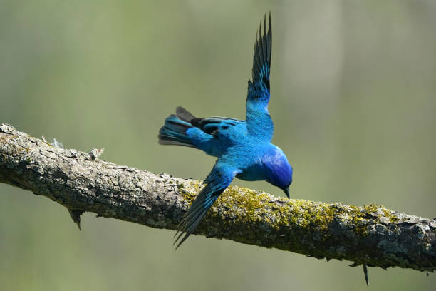 istock Indigo Buntings around bird feeder 1226948807