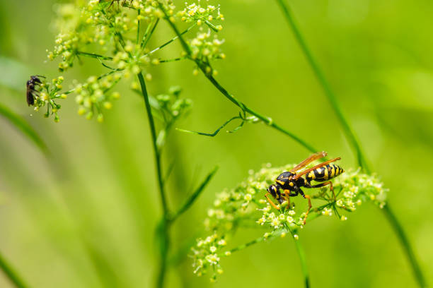 Wasp collects nectar. Selective focus. Background blur. Wasp sits on a flower