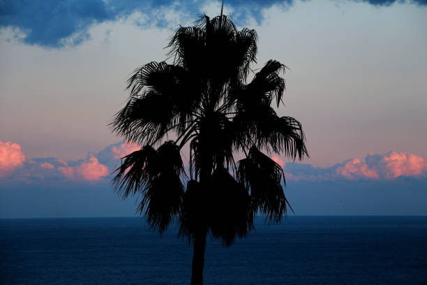 Palm tree and sea silhouette