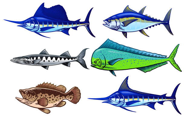 塩水ゲームの魚のセット - grouper点のイラスト素材／クリップアート素材／マンガ素材／アイコン素材