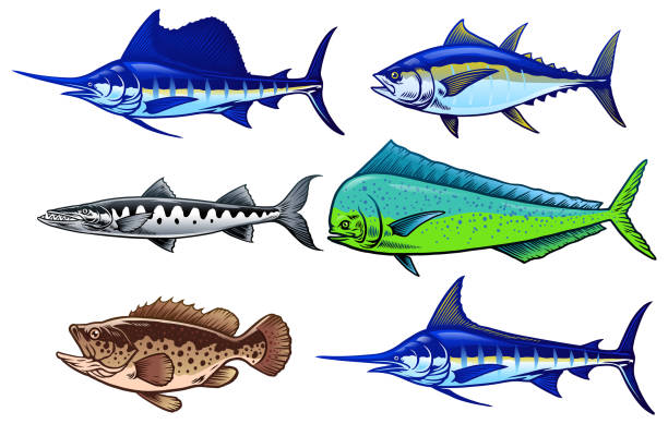 set  of saltwater game fish vector of set  of saltwater game fish grouper stock illustrations