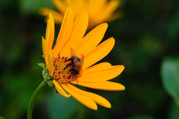 istock Selective focus. Bumblebee is collecting nectar from echinacea flower growing in the garden.Close-up. 1226950428