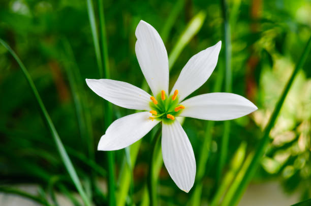 istock Little delicate white flowers blossom on blurred green grass background , soft focus macro,spring natural floral backdrop, summer season nature . Close-up. 1226950719