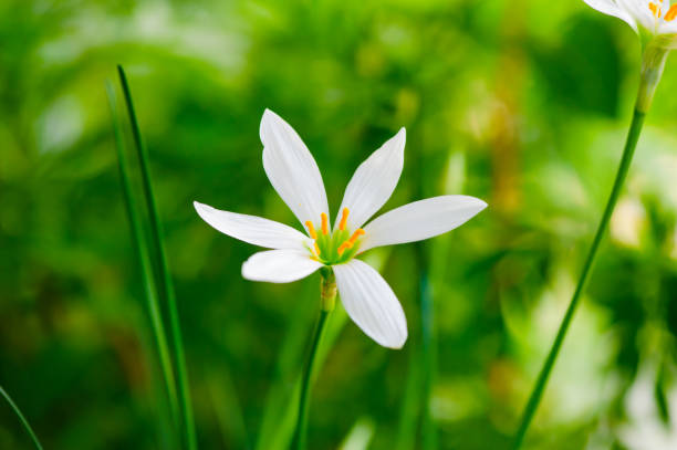istock Little delicate white flowers blossom on blurred green grass background , soft focus macro,spring natural floral backdrop, summer season nature . Close-up. 1226950730